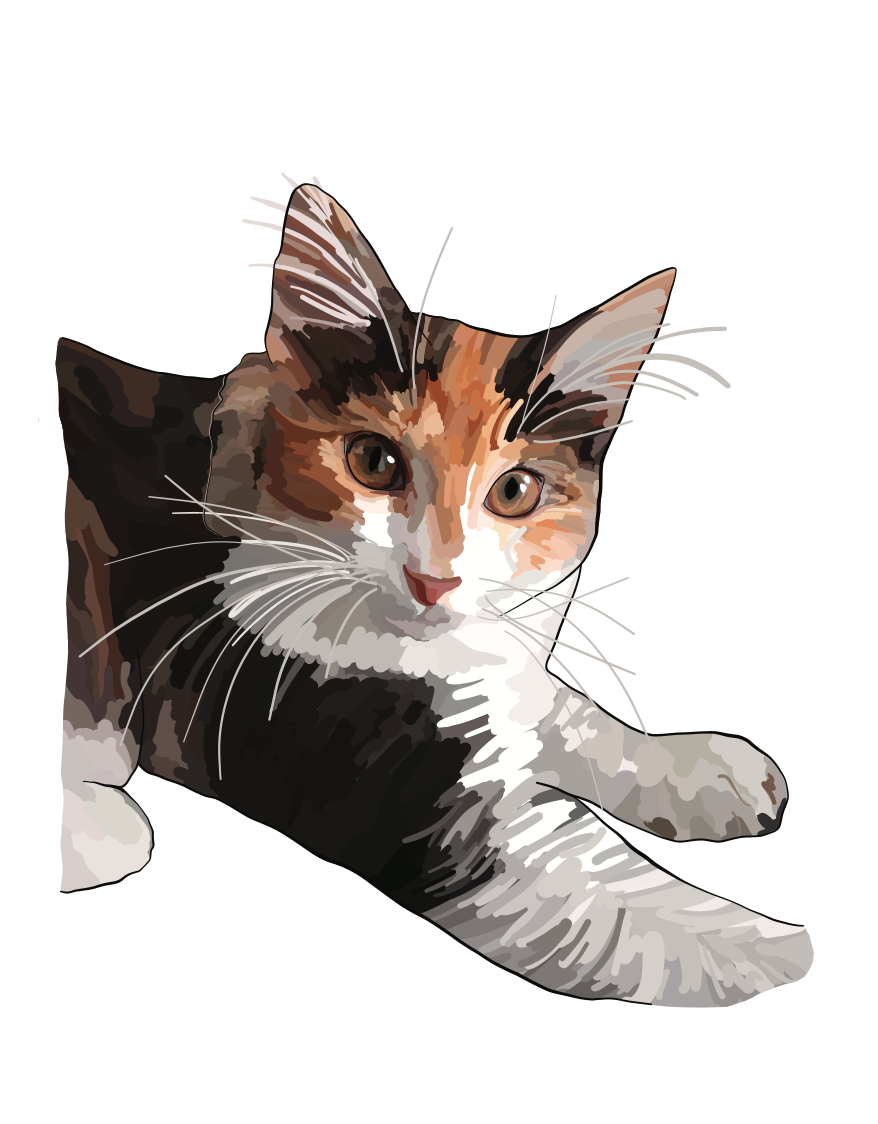 Standard Colour Portrait